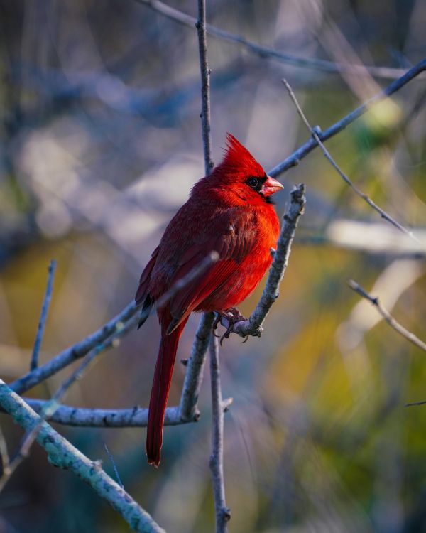 A Message From Cardinal Spirit About Love